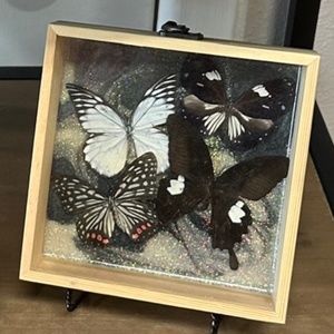 Butterflies in a shadow box